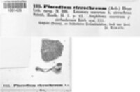 Leproplaca cirrochroa image